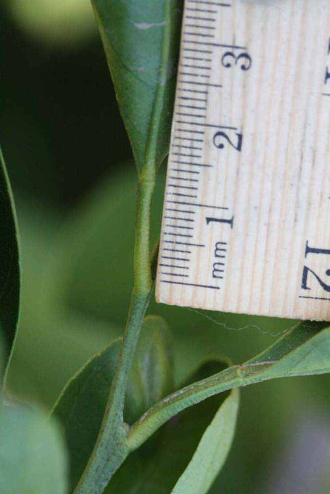            Petiole (Riverside, CA)   